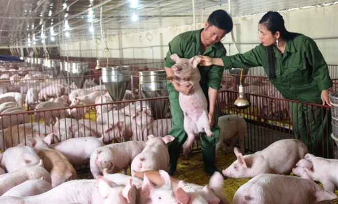 Bỏ Thủ đô về quê nuôi lợn, lãi tỷ đồng/năm