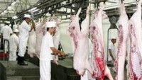 Strengthening FSH management of cattle and poultry slaughter facilities