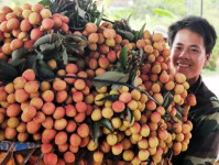 First litchi to export to USA