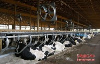 Cải thiện năng lượng trong trang trại chăn nuôi