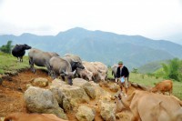 Shrimp reared cattle raising in the direction of increasing quantity and quality