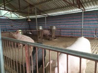 Thăm mô hình nuôi lợn thịt không xả thải LCASP do dân tự làm tại Bắc Giang
