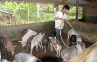 Đề xuất quản lý và sử dụng hiệu quả chất thải chăn nuôi