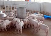 Get rich from breeding