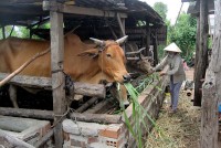 Waste management in animal husbandry in upland areas