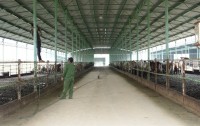 'Đại' dự án chăn nuôi bò Bình Hà: Kỳ vọng nhiều, bức xúc lắm!