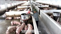LCASP Nam Định - Khuyến khích người chăn nuôi sử dụng hầm bi-ô-ga