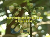 Phát triển sản xuất hữu cơ từ ủ phân hữu cơ