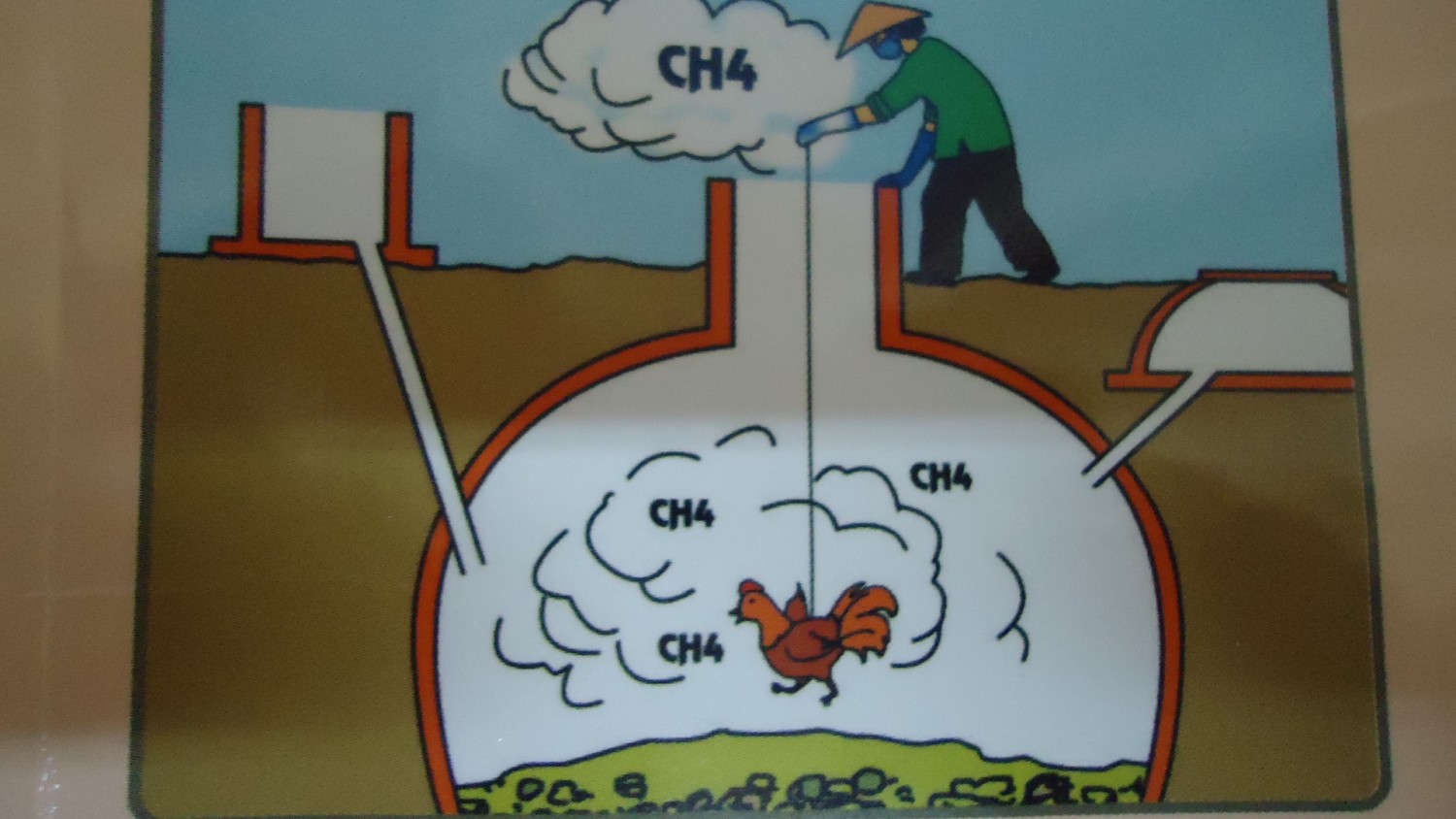 Tuyệt đối không xuống hầm khi gà bị chết hoặc có biểu hiện khác thường