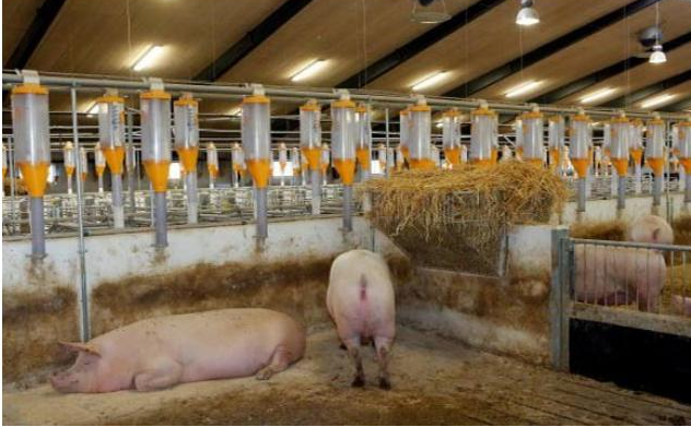 pig farm (2)