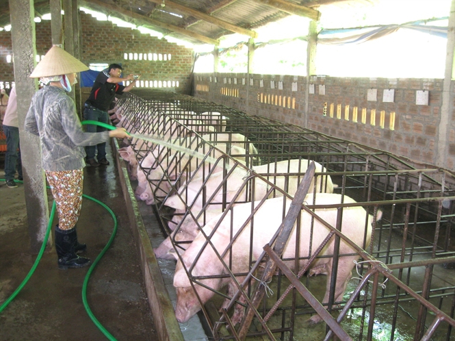 Biogas in the central pig bowl