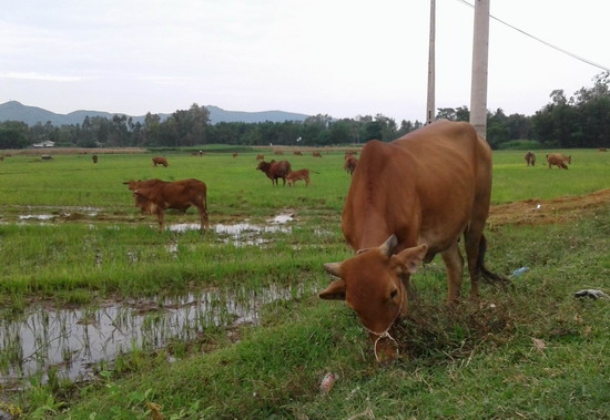 Hoài Nhơn phát triển đàn bò thịt chất lượng cao