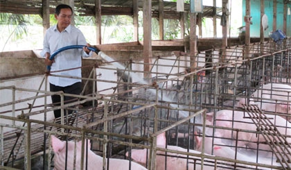 Ông Nguyễn Văn Hải: Thu nhập cao nhờ nuôi heo theo quy trình khép kín