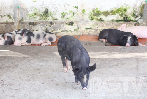 Viet Yen district, Bac Giang province; Clean environment thanks to biogas