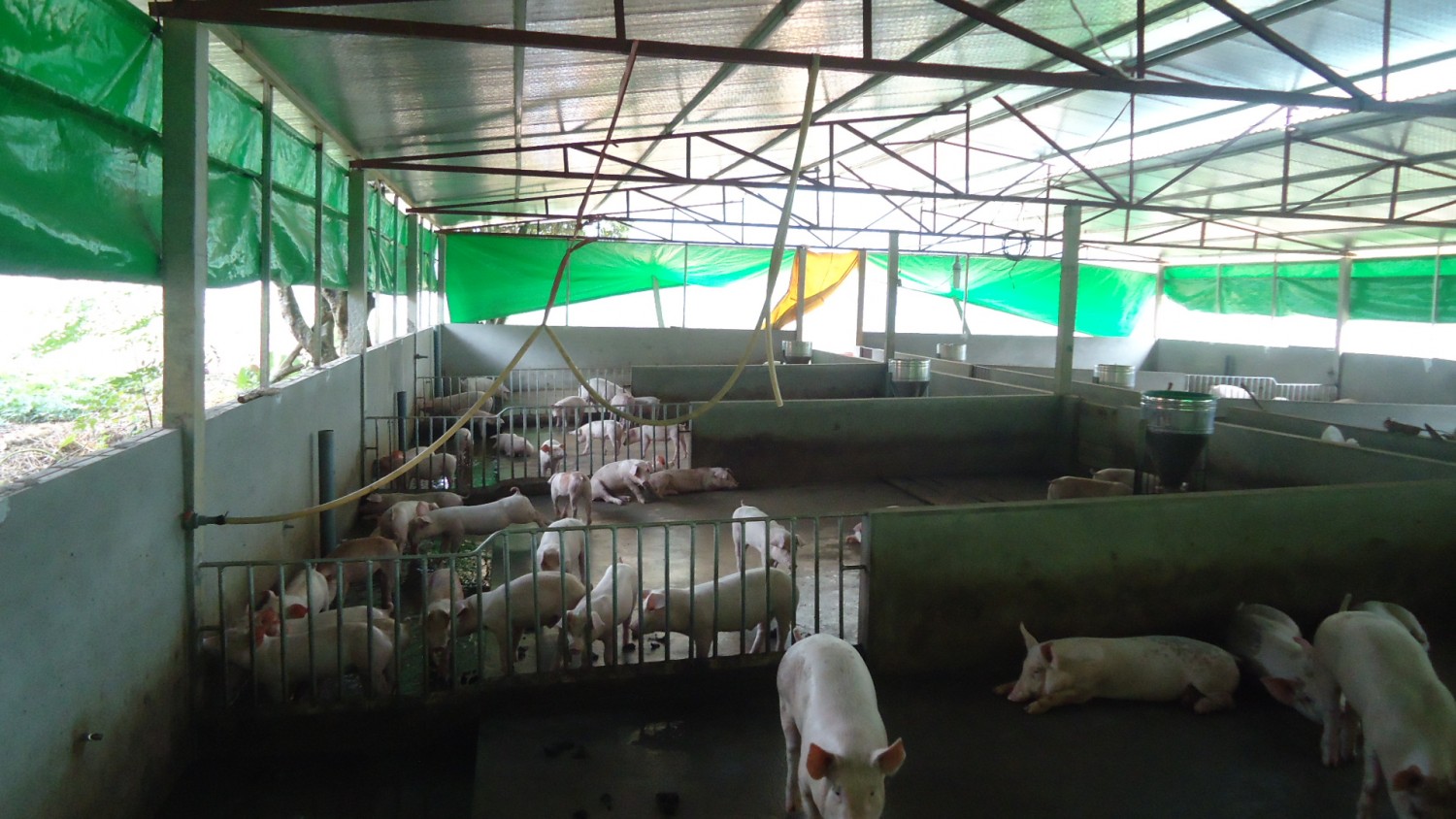 Trang trại chăn nuôi của gia đình ồng Đỗ Xuân Thành, Tổ 4, thị trấn Phong Hải, Bảo Thắng
