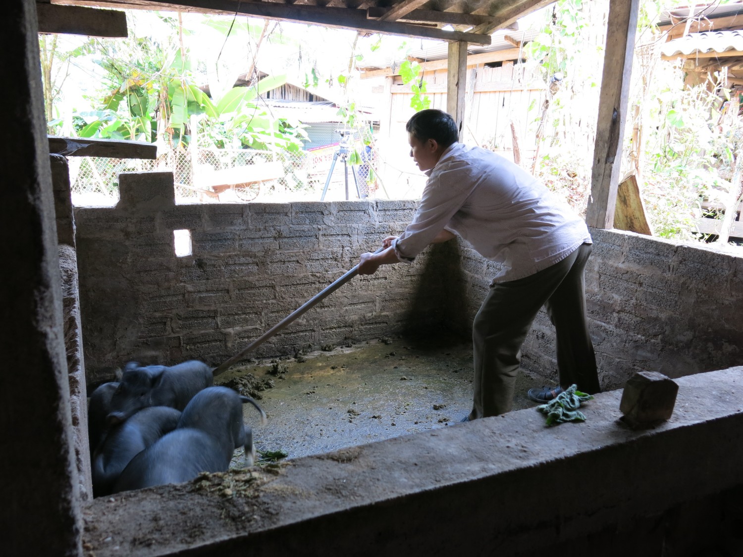 Thu rọn phân nạp nguyên liệu cho hầm Biogas