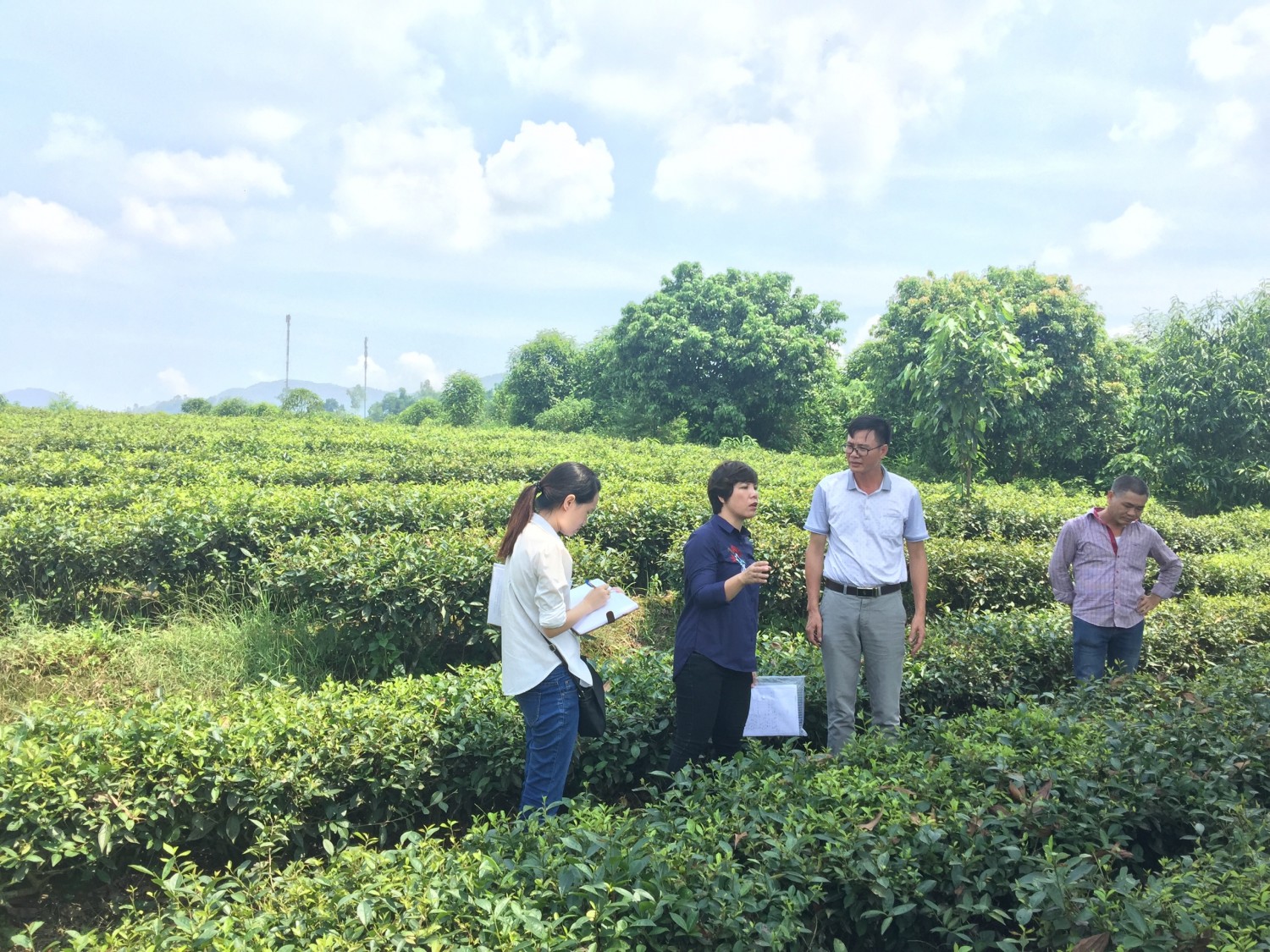 Đồi chè phát triển tốt do được tưới nước thải sau bioga của gia đình ông Nguyễn Hữu Lý - xã Phsu Nhuận, huyện Bảo Thắng